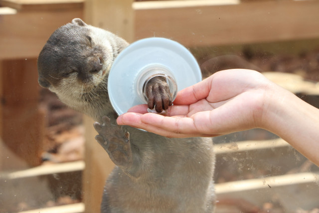 コツメカワウソとあくしゅ